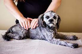 reiki animais